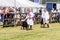 Frome, Somerset, UK, 14th September 2019 Frome Cheese Show Supreme champion sheep leads the parade of Livestock