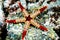 Fromia monilis starfish kapoposang scuba diver diving