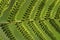 Frond fern texture closeup