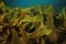 Fronds of brown kelp
