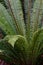 Fronds of crown fern.