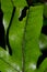 Fronds of kangaroo fern.