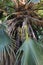 Fronds, leaves, fruiting branches and inflorescence at the crown of a Kamalo Pritchardia Fan Palm tree in Kauai