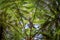 Fronds of tree ferns at a native forest