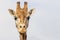 Fronf view of the head of Rothschild Giraffe