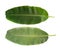 Front and back banana leafs