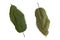 Front and back kratom or mitragyna speciosa dried leaves isolated on white background with clipping path
