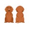 Front and back view of sitting dachshund dog. Small puppy with brown coat and shiny eyes. Flat vector design