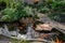 Front or Back Yard, Koi Carp, Water Garden, Pond, Japanese Garden