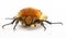 Front of bee beetle Tricius fasciatus