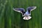 The front of Black-headed Gull (Larus ridibundus) flying