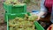 In front of the camera closeup lady countryside details selecting the grapes harvest from this year