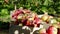 In front of the camera a closeup taking video of a fresh and ripe apples on the wooden boxes new harvest of this years