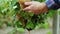 In front of the camera farmer man cut a grapes in the vineyard details taking video closeup