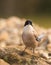 Front close-up of Azure-winged Magpie