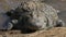 Front on close up of a extremely large crocodile on the banks of the mara river