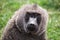 Front close-up view of a baboon with differently colored eyes in the Maasai Mara national park (Kenya)