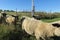 A front closeup view of a herd of sheep, with green markings on their backs, walking through an open silver steel metal gate