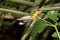 A front crosswise view of a leopards net falter sitting on a yellow blossom