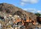 Front-end loader works in a landfill for the disposal of construction waste and other debris. Industrial waste treatment