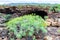 Front entry of Cueva de los Verdes, an amazing lava tube and tourist attraction on Lanzarote island, Spain