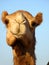 Front Face Arabian Camel Head Close-Up