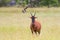 Front face of Coke`s hartebeest, antelope with long and narrow face in open grassland at Serengeti in Tanzania, East Africa