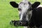 Front face view of black and grey speckled roan cow with newborn calf in background