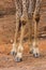 Front foot of Masai giraffe