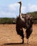 Front full-size photo of an ostrich