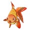 Front goldfish icon, cartoon style