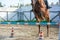 Front Horizontal View Of A Brown Horse Jumping The Obstacle