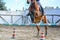 Front Horizontal View Of A Brown Horse Jumping The Obstacle