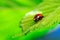A front macro portrait of a red colored ladybug or coccinellidae with black spots, walking towards the edge of a green leaf of a