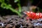 Front part of red fancy tiger shrimp look to left side and stay on aquatic soil in fresh water aquarium tank with green leaf and