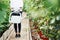 Front particle view. Young girl stand between plants in the greenhouse and holds watering can