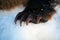 Front paw with claws Kamchatka brown bear in the snow