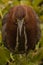 Front picture of a bird in a lagoon with vivid colours called Hoco Colorado â€“ Trigosoma Lineatum