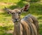 Front portrait of antelope kudu female chewing