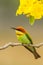 Front portrait Chestnut-headed Bee-eater