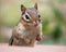 Front Portrait of a Chipmunk and his Paws