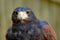 Front portrait of a Harris`s Hawk