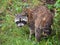 Front Portrait of a Wet and Sad Raccoon