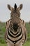 Front on portrait of wild Burchell`s Zebra Equus quagga burchellii staring at camera perfect symmetry in nature Etosha National