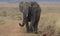 Front profile of lone african elephant walking along dirt road in the wild plains of the masai mara, kenya