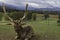 Front profile of old stag with horns against mountains