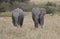 Front profile of a pair of baby adorable african elephants standing and eating together in the wild grass of masai mara, kenya