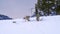 front and rear shot of two coyotes feeding in yellowstone