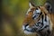 Front-right profile of a male tiger gazing intensely