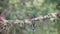 front on shot of a female resplendent quetzal perched on a branch